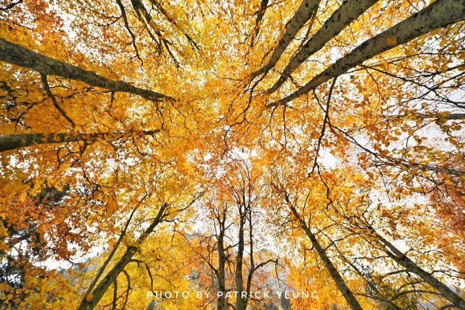 Autumn Colors